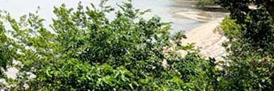 PHUKET BEACHFRONT LAND FOR SALE IN RAWAI BEACH