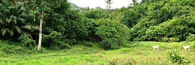 LAND FOR SALE IN LAYAN AREA, PHUKET
