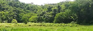 LAND FOR SALE IN LAYAN AREA, PHUKET