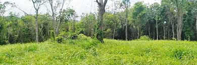 LAND FOR SALE IN LAYAN, PHUKET