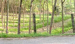 LAND FOR SALE IN LAYAN, PHUKET