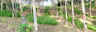 LAND FOR SALE IN LAYAN, THALANG DISTRICT, PHUKET