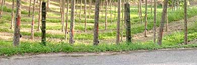LAND FOR SALE IN LAYAN, THALANG DISTRICT, PHUKET