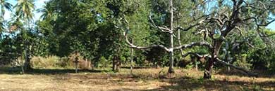 PHUKET LAND FOR SALE IN MAI KHAO BEACH