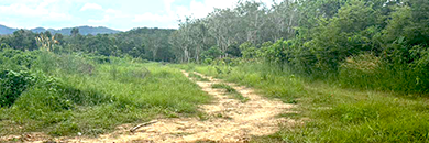 PHUKET LAND FOR SALE IN THALANG AREA