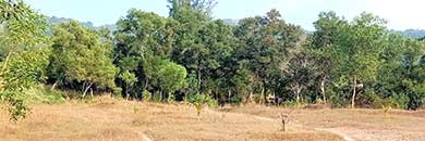 PHUKET LAND FOR SALE IN KAMALA AREA