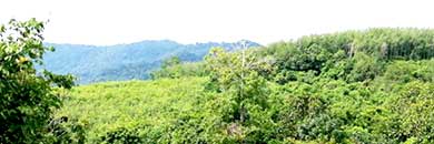 PHUKET SEA VIEW LAND FOR SALE IN THALANG AREA