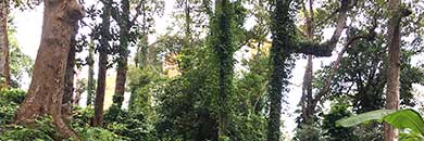 BUY PHUKET PROPERTY IN BANG TAO