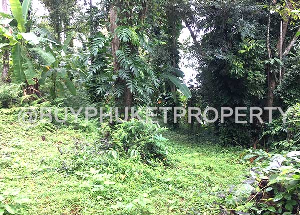 BUY PHUKET PROPERTY IN BANG TAO