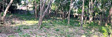 PHUKET LAND FOR SALE IN NAIHARN BEACH