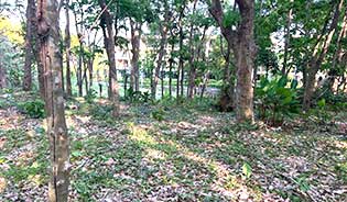 PHUKET LAND FOR SALE IN NAI HARN BEACH