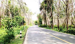 PHUKET LAND FOR SALE IN TALANG DISTRICT