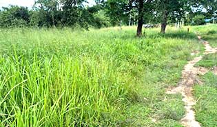 LAND FOR SALE NEAR RAWAI AREA, PHUKET