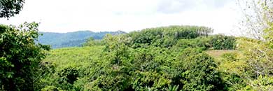 Sea View Land for Sale near Golf Course in Thalang area, Phuket