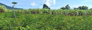 Cheap Land for sale in Thalang District, Phuket