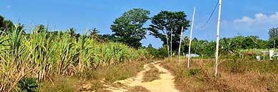 Cheap Land for sale in Thalang District, Phuket