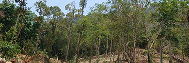 LAND FOR SALE IN KAMALA