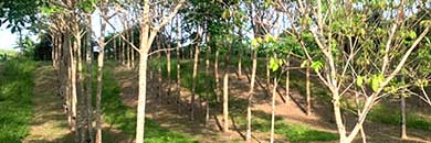 Cheap land for sale in Layan area, Phuket