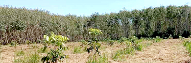 Land for Sale in Thalang, Phuket