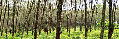 LAND FOR SALE NEAR NAI YANG, THALANG, PHUKET