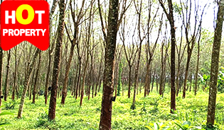 LARGE LAND FOR SALE IN THALANG, PHUKET