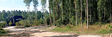 RARE LAND FOR SALE IN CHERNG TALEY, THALANG, PHUKET