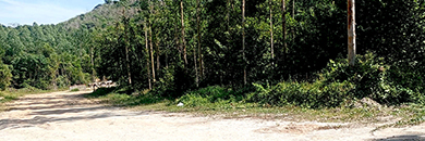 RARE LAND FOR SALE IN CHERNG TALEY, THALANG, PHUKET
