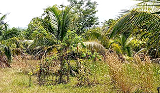 land for sale in Cheong Taley, Phuket